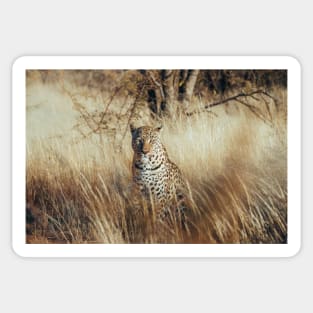 African Leopard 2 Sticker